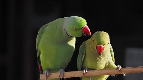 two rose-ringed parakeets