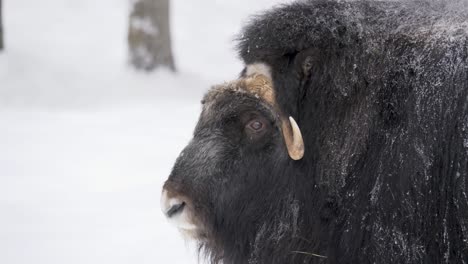 large musk ox roaming the snow-capped forest - backview medium tracking shot