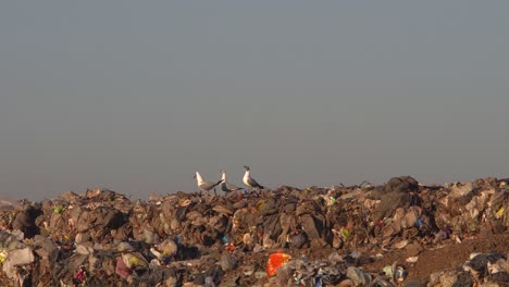 Three-gray-headed-gulls-on-top-of-a-pile-of-waste-in-a-dumping-ground