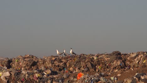 tres gaviotas de cabeza gris encima de un montón de residuos en un vertedero