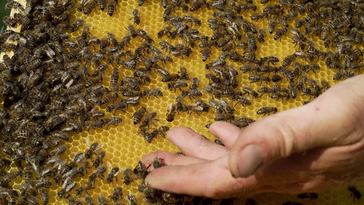 Beekeeper examines bees in honeycombs. Hands of the beekeeper. Beehive in the apiary. Close-up