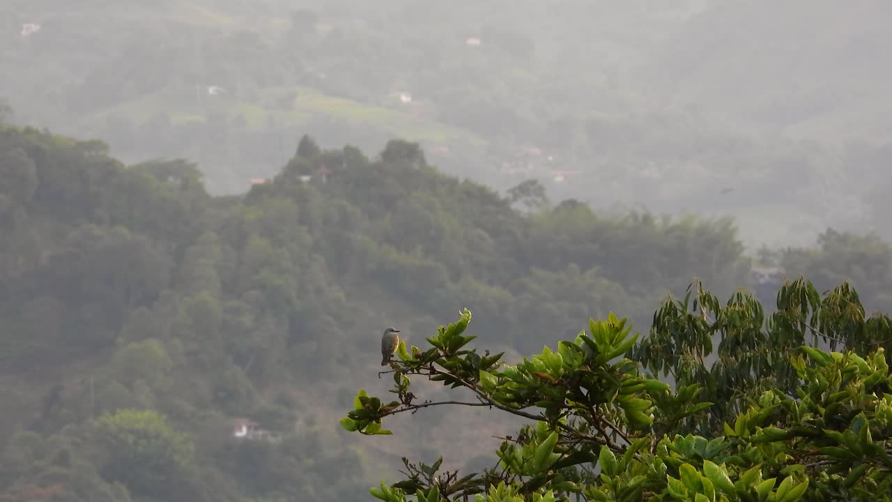 vista lejana de un pájaro posado en una rama de árbol en la montaña del bosque cerca de la vega, colombia