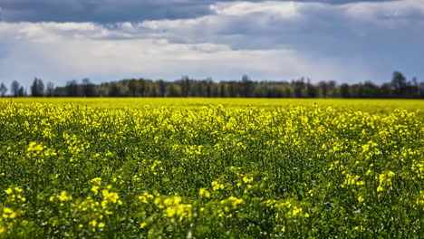 timelapse of a field with yellow flowers, trees in the background under a blue sky