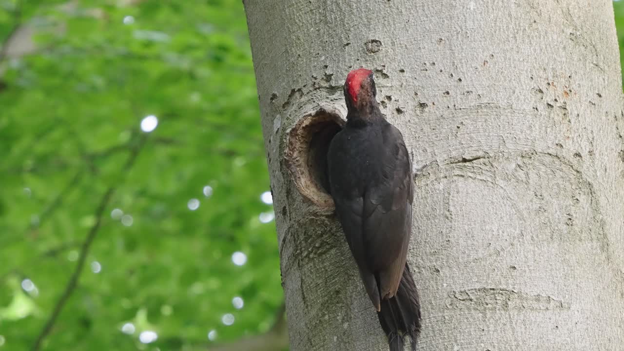 pájaro carpintero negro dryocopus martius aferrado fuera del agujero del nido en el árbol