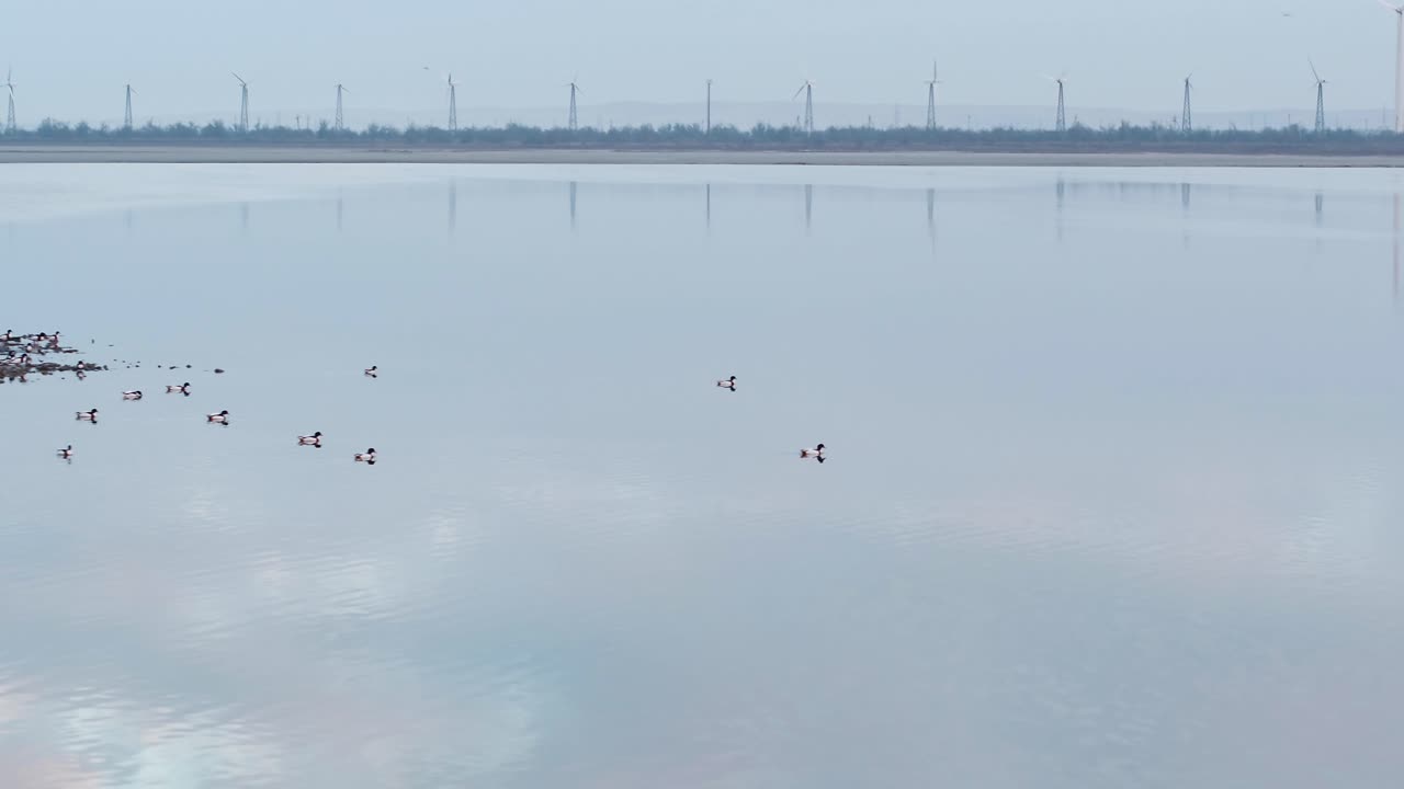 배경 에 풍력 터빈 이 있는 조용 한 호수 위 를 날아다니는 오리 들 의 무리