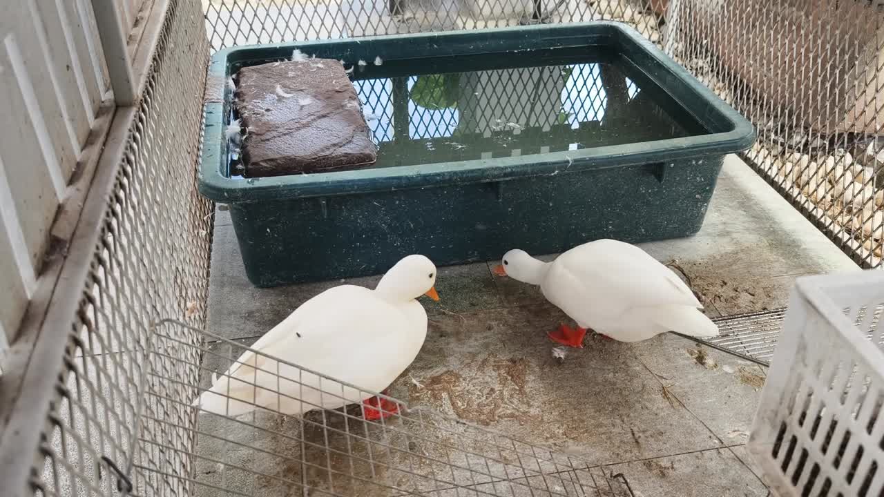 dos patos blancos en una jaula