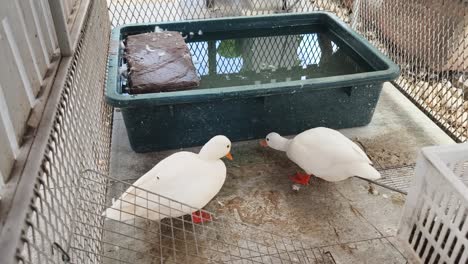 two white ducks in a cage