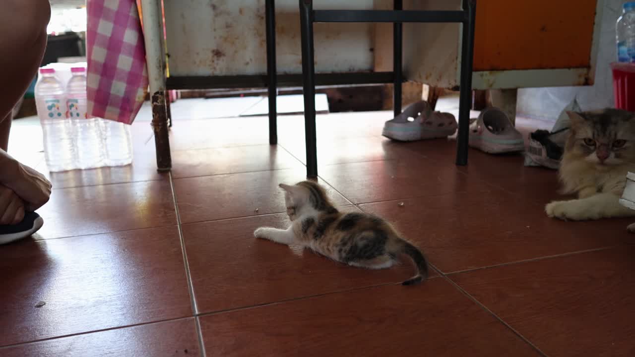 바닥에 있는 새끼 고양이와 고양이