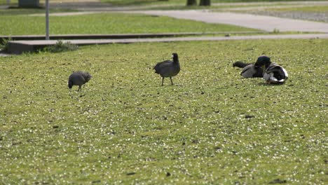 Babygänse-Traben-Durch-Den-örtlichen-Park