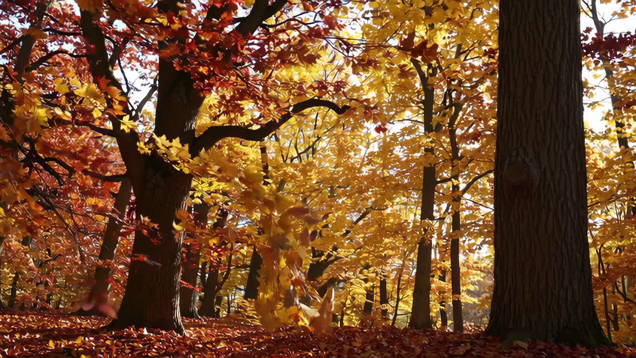 escena del bosque de otoño