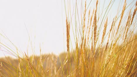 Goldene-Gräser,-Die-An-Einem-Schönen-Warmen-Tag-In-Der-Wärmenden-Sonne-Baden