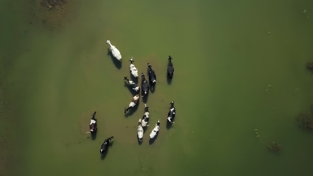 vacas en un campo inundado