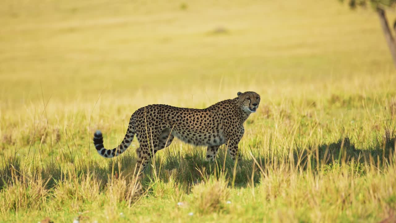 movimiento lento del guepardo caminando, safari africano animal salvaje en maasai mara, kenia en áfrica en maasai mara, gran depredador gato merodeando las llanuras de pastizales en la sombra en un día soleado y caluroso