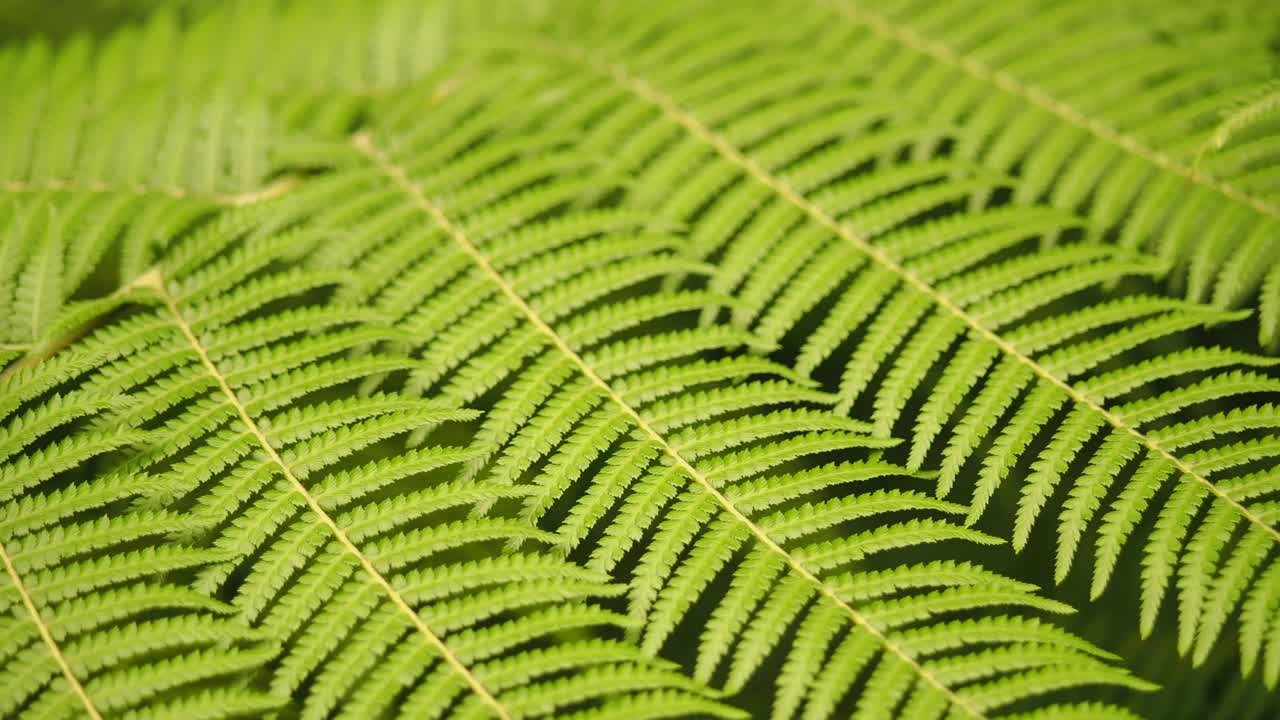 Close-up of a fern frond