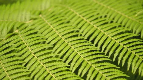 close-up of a fern frond