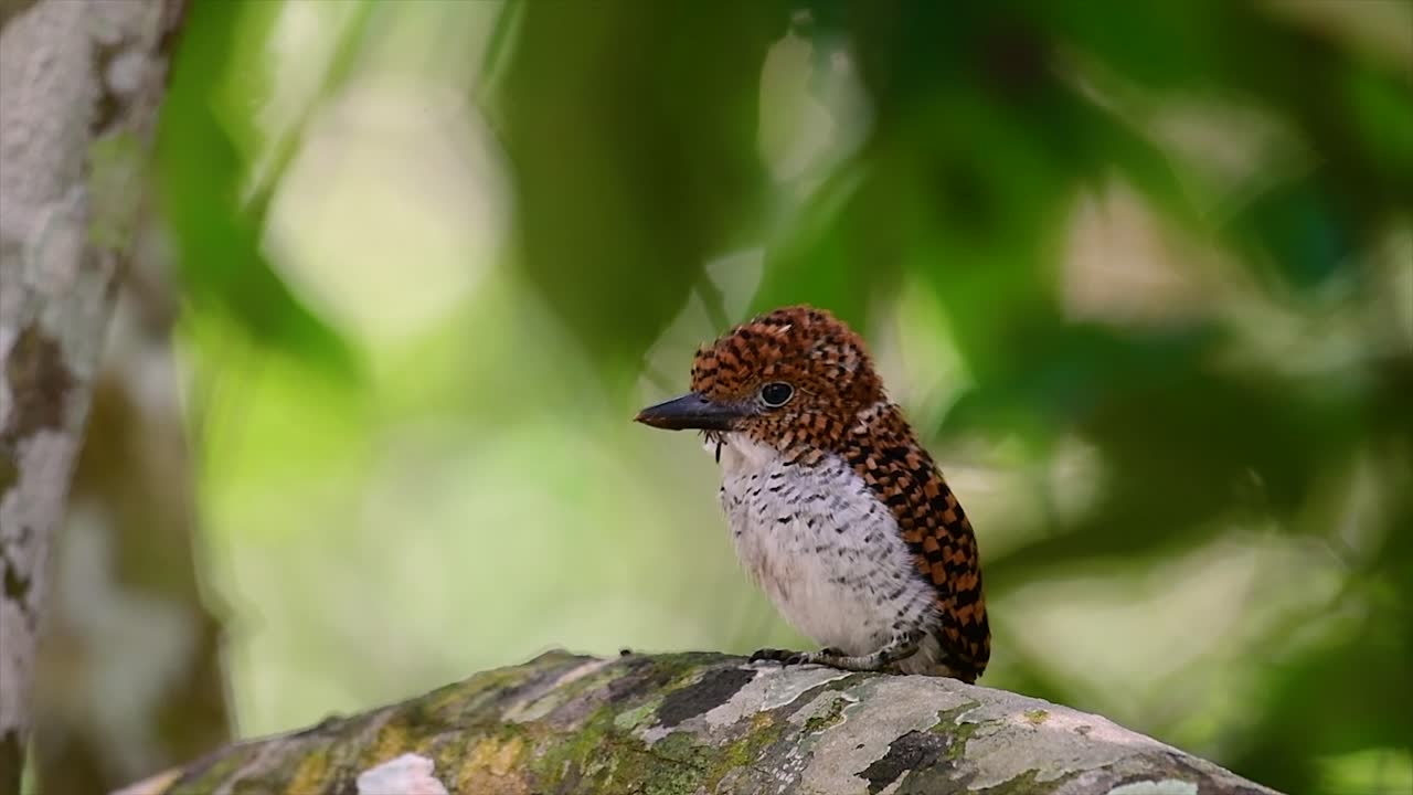un martín pescador de árboles y una de las aves más hermosas que se encuentran en tailandia dentro de las selvas tropicales