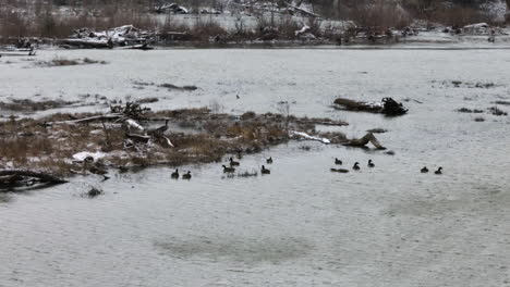 Pantanos-Lacustres-Con-Aves-Marinas-Migratorias-Durante-El-Invierno