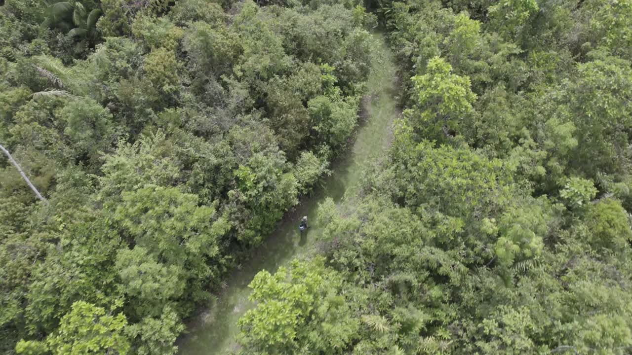 bosque denso en el amazonas de colombia con un excursionista durante el verano.