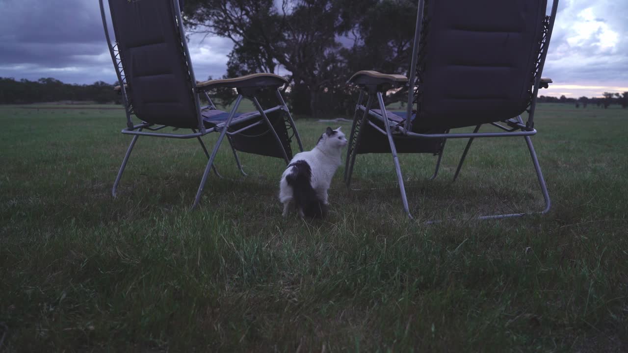 White Cat being cautious while camping and sniffing the grass with two empty camping chairs