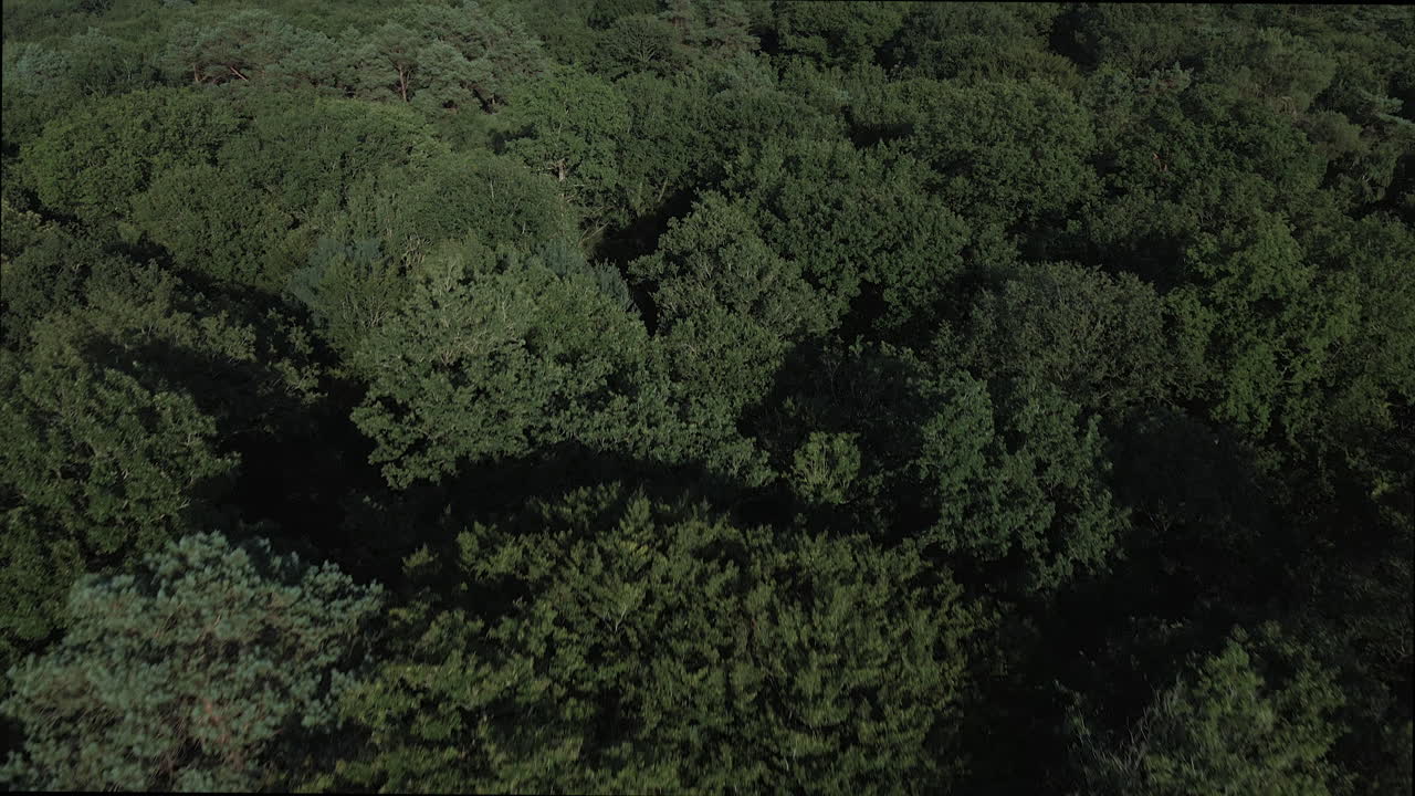 drone volando sobre el bosque de brocéliande, bretaña en francia-1