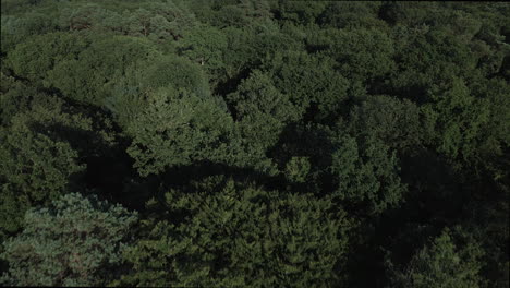 Drohne-Fliegt-über-Den-Brocéliande-wald,-Bretagne-In-Frankreich-1