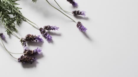 Video-of-lavender-flowers-and-leaves-with-copy-space-on-white-background