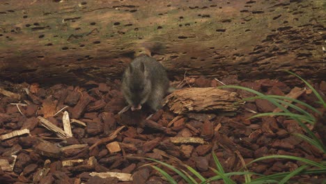 potoroo de nariz larga sentado debajo de un árbol caído