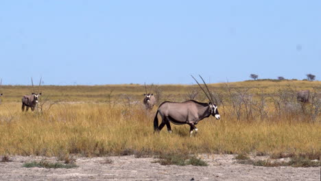 Gemsbok-Oryx-En-El-Parque-Nacional-De-Etosha