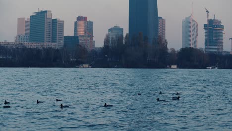 ducks swimming in danube behind big city landscape in danube - kaisermühlen dc tower