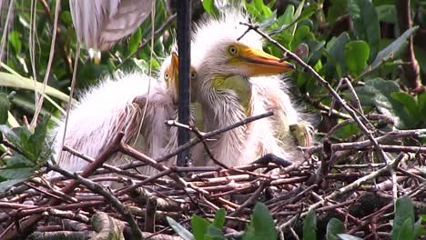 A-mother-crane-stands-over-her-chicks