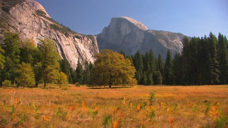 trees stand at the edge of a mountain meadow in yosemite national park california