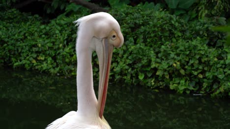 head of large white pelican close-up portrait