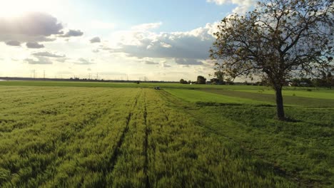 Flying-over-German-wheat-field-with-a-tree-on-the-land-and-cumulus-clouds-in-the-sunny-sky