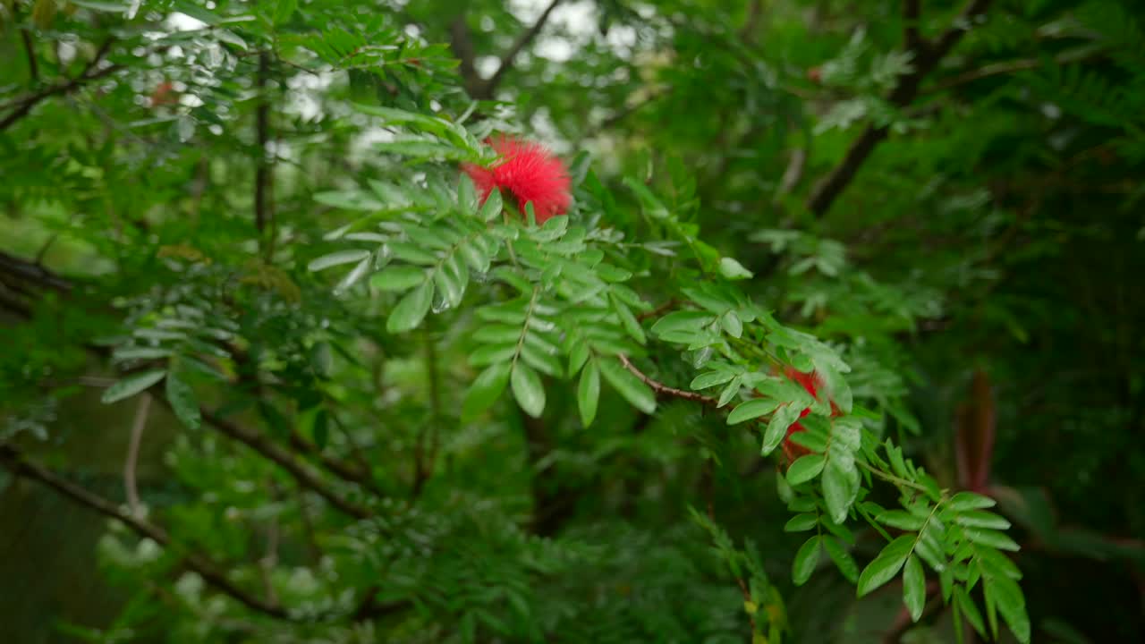 시 ⁇ 스 의 마헤 섬 에 있는 빅토리아 의 식물원 에서 나오는 놀라운 식물 들 의 영상