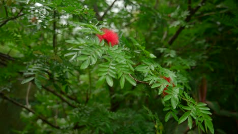 video of incredible plants from a botanical garden in victoria on mahe island in seychelles