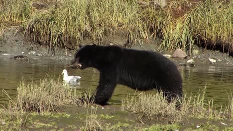 Oso-Negro-Comiendo-Salmón-En-La-Orilla-Del-Río-En-Ketchikan,-Alaska