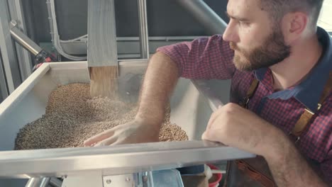 a young brewer wearing a leather apron controls the grinding of malt seeds in a mill at a modern brewery