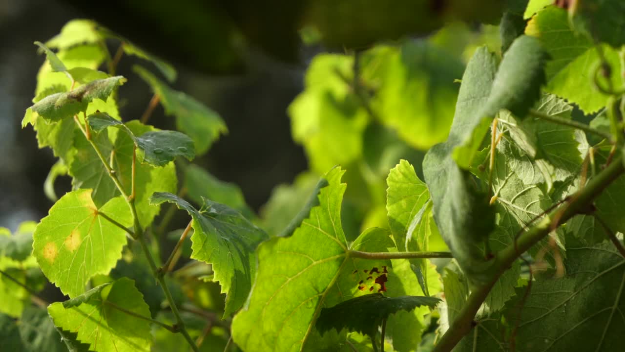 detalle de hojas de parra al atardecer en un viñedo en galicia en cámara lenta