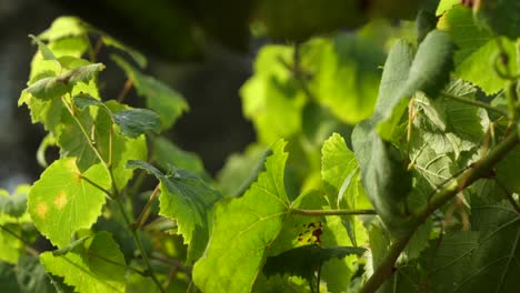 Detail-Der-Weinblätter-Bei-Sonnenuntergang-In-Einem-Weinberg-In-Galizien-In-Zeitlupe