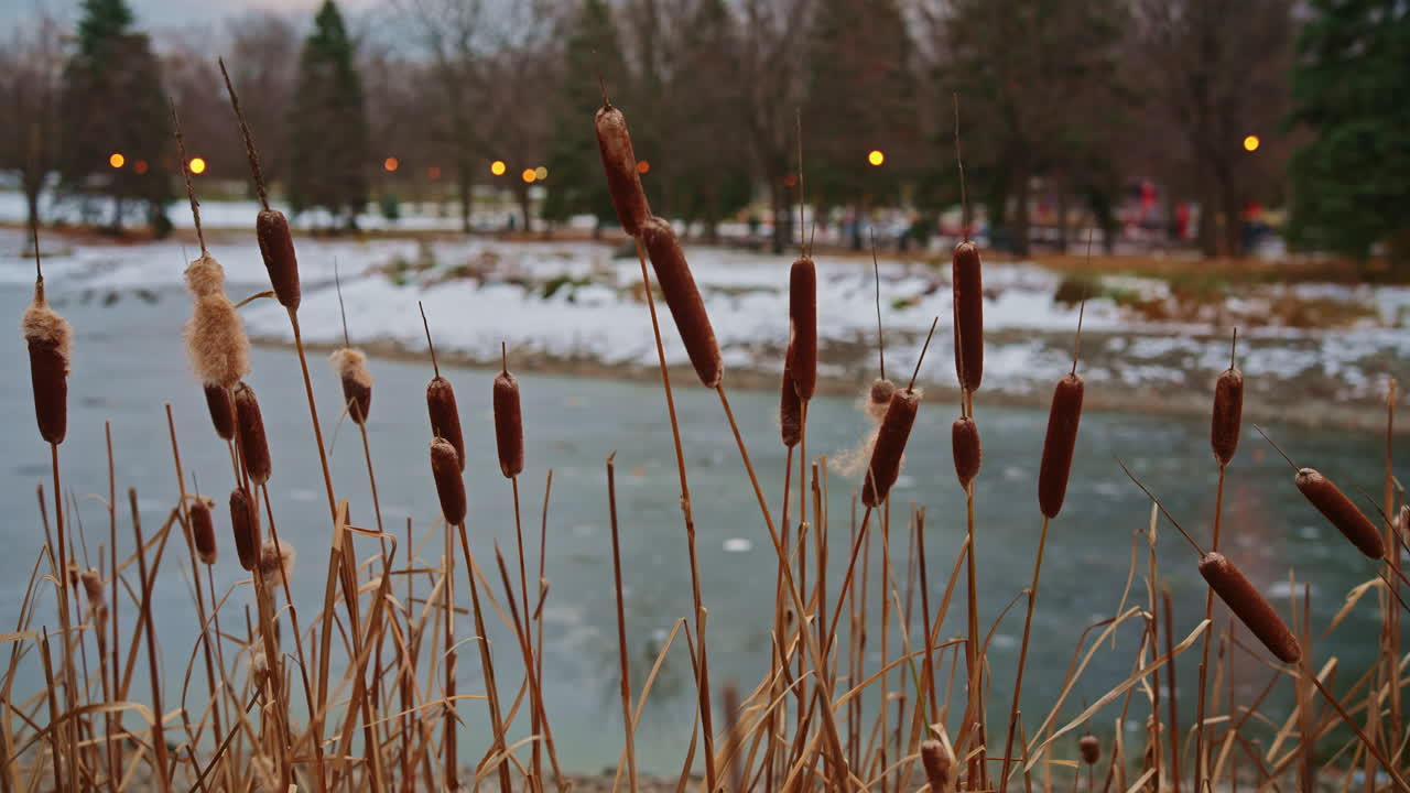 Junco balançando ao vento ao lado de um lago congelado no início do inverno, com tons naturais calmos e uma atmosfera suave e sazonal. Movimento lateral suave
