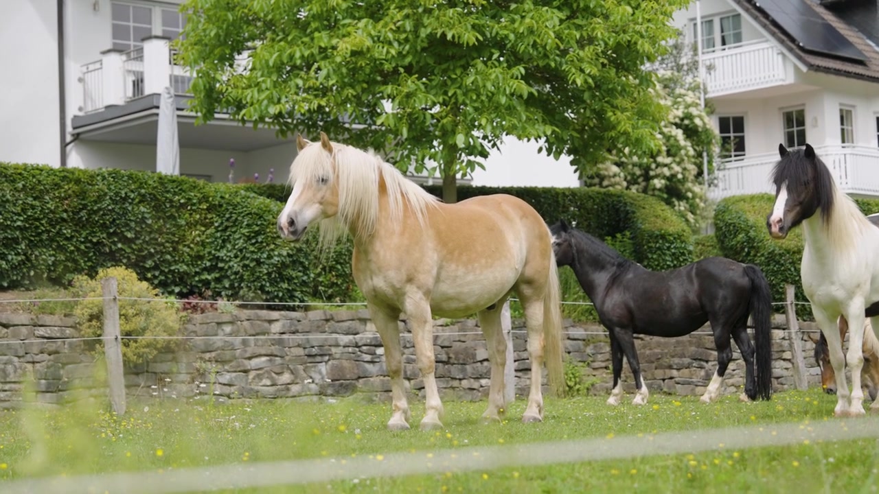 Cavalos pacíficos pastando em um pasto verde em um vilarejo rural em Sauerland, Alemanha. Campo pitoresco com paisagem agrícola tradicional