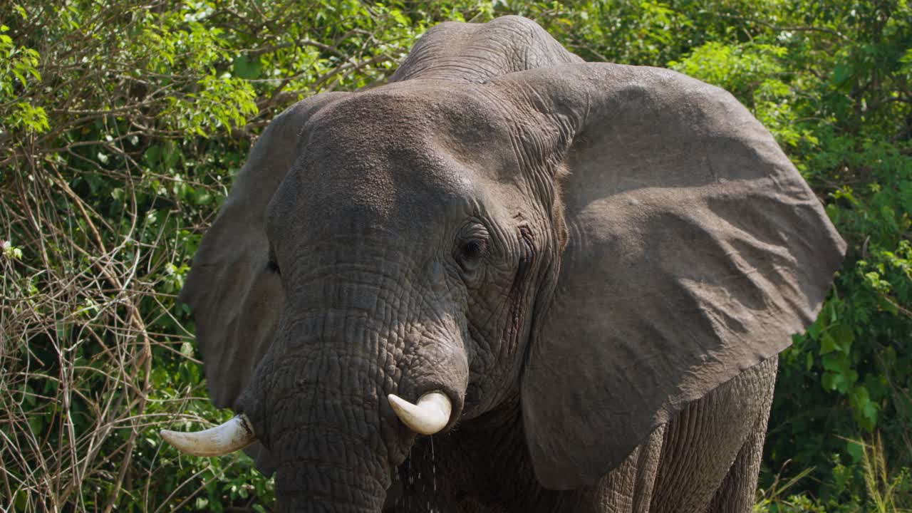 An African elephant (Loxodonta africana) flares its ears while drinking water near the Nile River in Uganda's Murchison Falls National Park, its powerful form framed by lush vegetation.