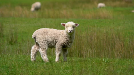 cute little sheep grazing on green meadow and looking at camera,close up