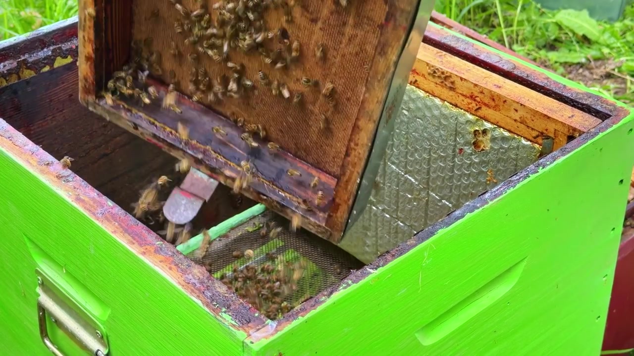 Un apicoltore inclina un telaino per trasferire una colonia di api in un'arnia verde aperta.