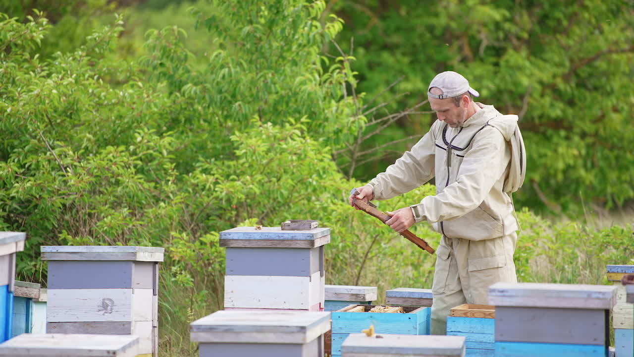 Apiarist in special uniform working at the apiary. Man turning in his hands a brown frame to check it up. Green nature backdrop and bees flying around.