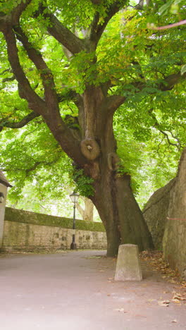 Vídeo-Vertical-De-Un-árbol-Que-Crece-En-La-Calle-Lamb-Y-Flag-Passage-En-El-Centro-De-La-Ciudad-De-Oxford,-Reino-Unido,-Sin-Personas