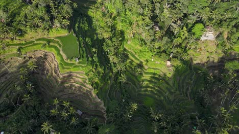 flying over tegallalang rice terrace in bali capturing the iconic landscape