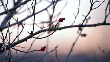 Wild-red-berries-growing-on-tree-shrubs-in-autumn,-macro-closeup