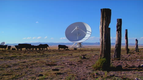 una antena parabólica se encuentra en un campo con ganado y viejos postes de cercas