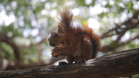 Toma-En-Cámara-Lenta-De-Una-Ardilla-Marrón-Comiendo-Una-Nuez-En-Una-Rama-De-Un-árbol